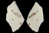 Cretaceous Viper Fish (Prionolepis) With Fish In Stomach #115743-2